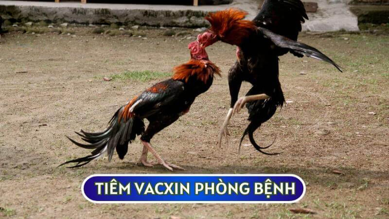 Sư kê cần tiêm vacxin phòng bênh đầy đủ cho chiến kê của mình