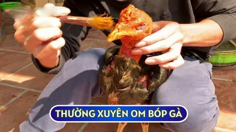 Thường xuyên om bóp gà sẽ theo các phương pháp truyền thống sẽ gà khỏe hơn