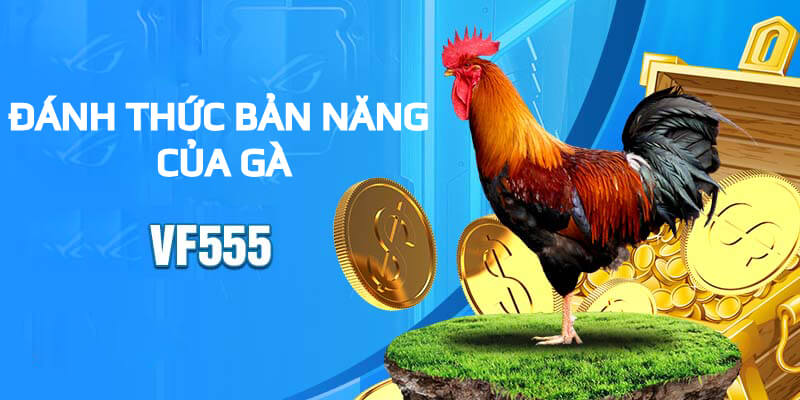 Quần sương dãi nắng hay còn được biết đến là kỹ thuật tắm nắng cho gà chiến