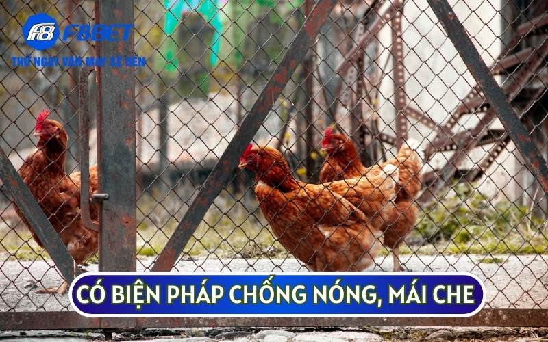 Để đối phó với khí hậu tại Việt Nam, sư kê sẽ cần áp dụng các biện pháp chống nóng hoặc mưa nồm