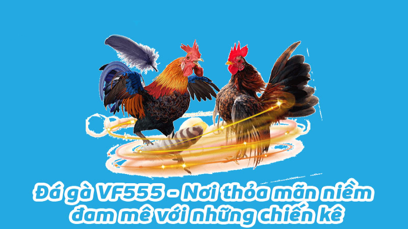 Đá Gà Vf555